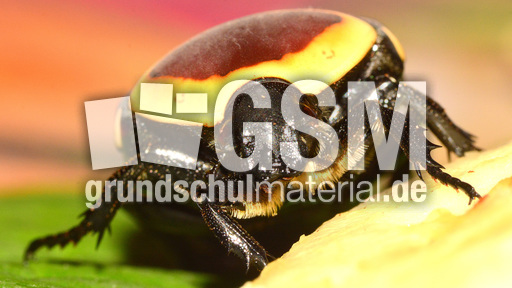 Kongo-Rosenkäfer (16).jpg